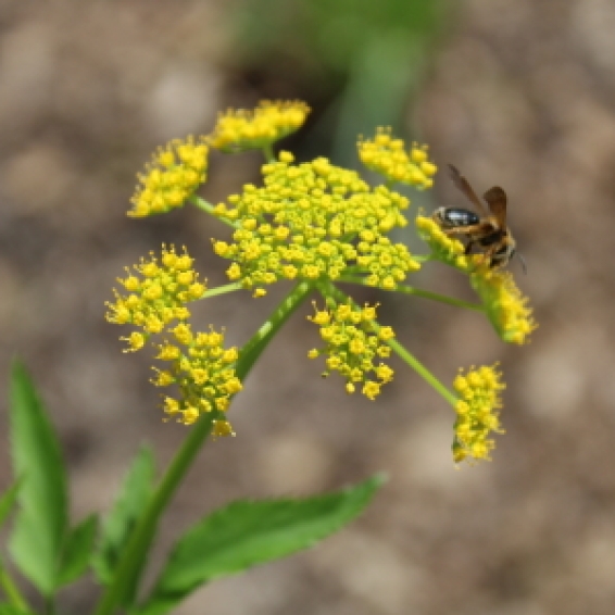 bee on golden alexander flower
